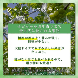 長野県 長野市産 シャインマスカット1kg(1～3房)【2026年9月下旬頃～発送予定】（矢島農園）