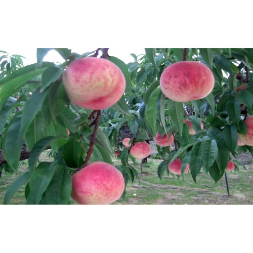 長野県 長野市産 桃1.8kg(6～11個)【2026年7月下旬頃～発送予定】（矢島農園）