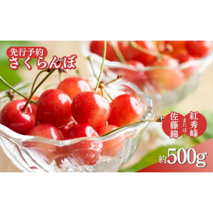 長野県 長野市産さくらんぼ 500g【2026年6月下旬頃発送予定】（矢島農園）