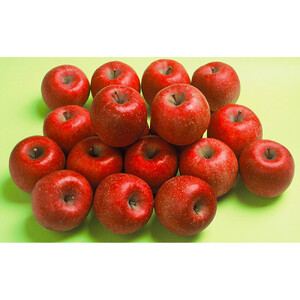 長野市産 サンふじ りんご 家庭用 訳あり 5kg 【2027年1月中旬頃より発送予定】