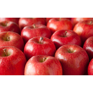 長野市産 サンふじ りんご 家庭用 訳あり 5kg 【2027年1月中旬頃より発送予定】