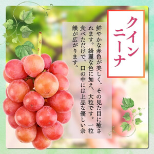 長野市産 クイーンニーナ（贈答用） 2房【2026年9月下旬頃発送予定】