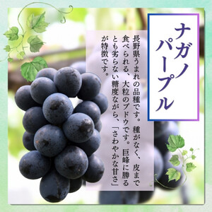 長野市産 ナガノパープル（贈答用）2房【2026年9月上旬頃発送予定】