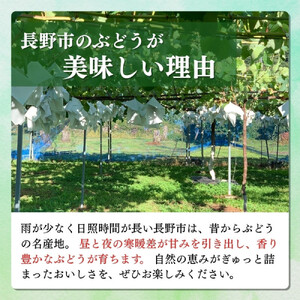 長野市産 ナガノパープル（贈答用）2房【2026年9月上旬頃発送予定】