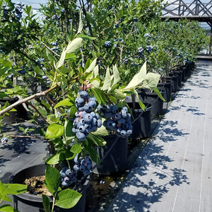 長野市産「森のサファイア」冷凍ブルーベリー（Mサイズ）500ｇスチロールパック