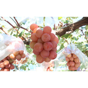 シャインマスカット・クイーンニーナ詰合せ1kg【2026年9月下旬以降の出荷分】（本気農場いけだ）