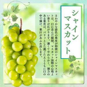 長野市産 ぶどう3種類の詰合せ(ナガノパープル・シャインマスカット・クイーンニーナ) 贈答用【2026年9月下旬頃発送予定】