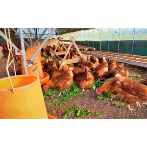 おぶせのたまご 40個