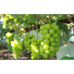 長野市産シャインマスカット2房（約1kg）【2026年9月中旬以降の出荷分】（本気農場いけだ）