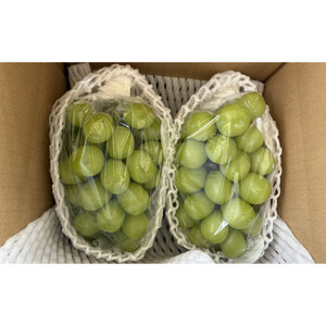 長野市産シャインマスカット2房（約1kg）【2026年9月中旬以降の出荷分】（本気農場いけだ）