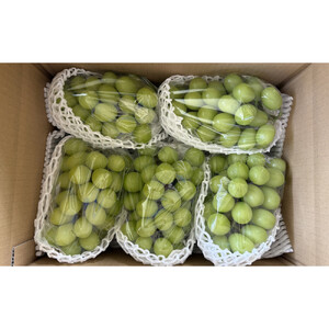 長野市産シャインマスカット5房（約2.8kg）【2026年9月中旬以降の出荷分】（本気農場いけだ）