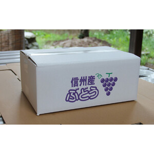 長野市産シャインマスカット5房（約2.8kg）【2026年9月中旬以降の出荷分】（本気農場いけだ）