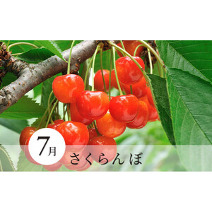 長野県 長野市産 〇季節のフルーツ〇8月～10月定期便　桃・シャインマスカット・シナノスイート ※オンライン限定　(矢島農園)