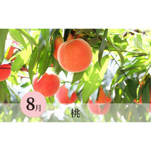 長野県 長野市産 〇季節のフルーツ〇8月～10月定期便　桃・シャインマスカット・シナノスイート ※オンライン限定　(矢島農園)