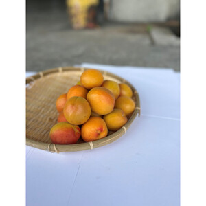 皮ごと食べられる[ハーコット]2ｋg