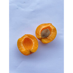 皮ごと食べられる[ハーコット]2ｋg