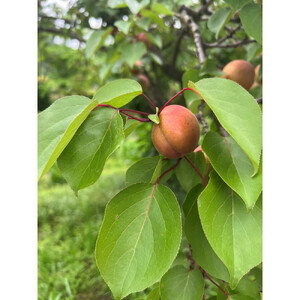 品種おまかせ加工向け杏　1ｋg