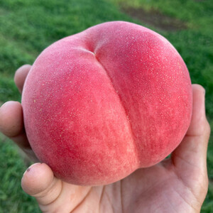 【先行予約】川中島の桃 約2kg 品種おまかせ  7月下旬～8月上旬発送予定