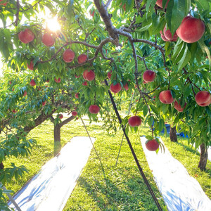 【先行予約】川中島の桃 大玉3玉 品種おまかせ 8月中旬～8月下旬発送予定