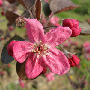 恋栞(こいしおり)りんごジャム140g×4個