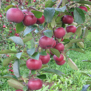 恋栞(こいしおり)りんごジュース＜無添加ストレート100％＞250ml×4本