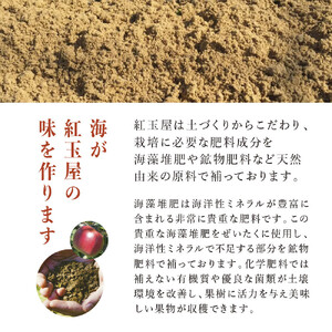 紅玉訳アリ8kg りんご 長野市産 フルーツ【2026年9月下旬以降の出荷】