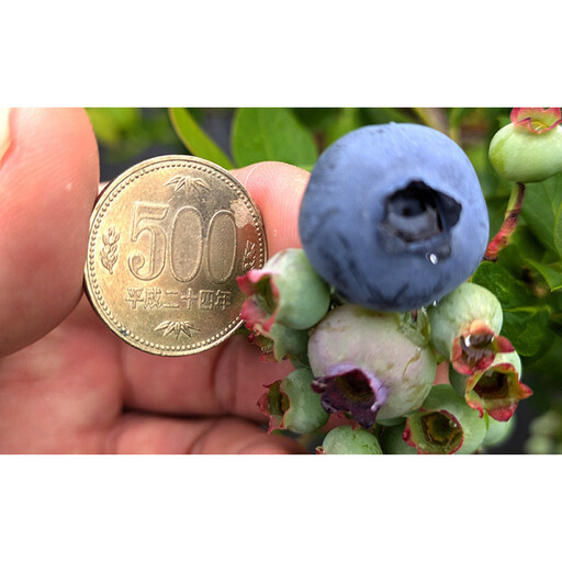 ブルーベリーミックス500g(125g×4パック)