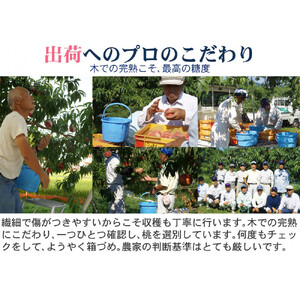 【先行予約】桃4kg(長野市川中島の桃農家を応援プロジェクト)【2026年7月下旬以降出荷分】