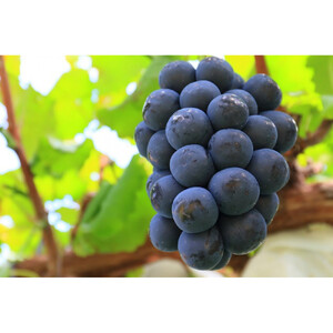 長野市産 ナガノパープル 特秀 2房【2026年9月以降出荷分】（タマファーム）