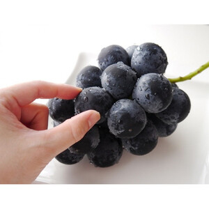 長野市産 ナガノパープル 特秀 2房【2026年9月以降出荷分】（タマファーム）