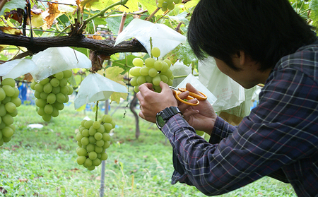 【長野市産】川中島白桃・シャインマスカット・ナガノパープルジュレセット　果物の王様3種ジュレセット ご当地 スイーツ ギフト お菓子 ゼリー ジャム ピーチ ぶどう 