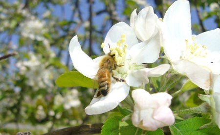 みやざわ農園　無添加りんごジュースセット（まるごとりんご・3種のりんご各2本） 飲料類 果汁飲料 リンゴ 