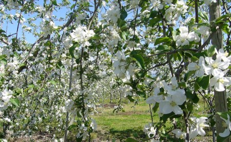 みやざわ農園　無添加りんごジュースセット（まるごとりんご・3種のりんご各2本） 飲料類 果汁飲料 リンゴ 