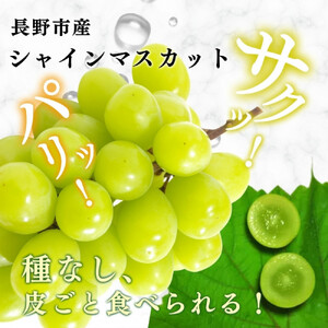 長野市産シャインマスカット【特秀】2房【2026年9月中旬以降出荷分】（タマファーム）