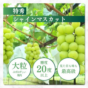 長野市産シャインマスカット【特秀】2房【2026年9月中旬以降出荷分】（タマファーム）
