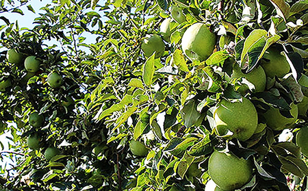 【2025年10月順次発送 先行予約】長野市産　グラニースミス　約4.5キロ 果物類 林檎 りんご リンゴ 約4.5kg フルーツ