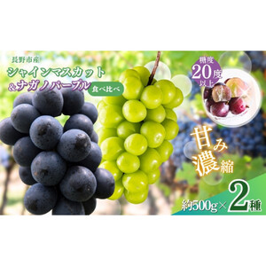 ぶどう  シャインマスカット ＆ ナガノパープル 2種類 詰め合わせ 葡萄 ブドウ 果物 フルーツ シャイン マスカット デザート おやつ 信州 セット お楽しみ 食べ比べ 2026年秋発送