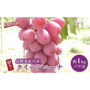 ぶどう  長野市松代産 訳ありクイーンニーナ 約1kg バラ房 葡萄 ブドウ 果物 フルーツ デザート おやつ TAKANO農園 信州 果物類 マスカット ギフト 手土産