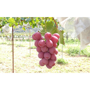 ぶどう  長野市松代産 訳ありクイーンニーナ 約1kg バラ房 葡萄 ブドウ 果物 フルーツ デザート おやつ TAKANO農園 信州 果物類 マスカット ギフト 手土産