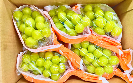 2026年発送 長野市産　シャインマスカット　2kg　訳あり