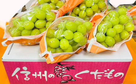 2026年発送 長野市産　シャインマスカット　2kg　訳あり