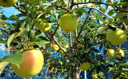 信州育ちの「ぐんま名月」約3kg 家庭用 7～12玉入り 果物 りんご フルーツ デザート 黄色 甘み 強い