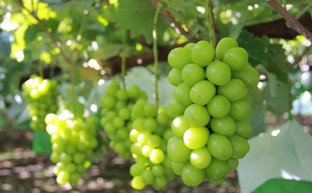 ぶどう  長野市産 シャインマスカット 2房 約1kg 朝採り 葡萄 ブドウ フルーツ 果物 シャイン マスカット デザート おやつ 信州 2026年秋発 
