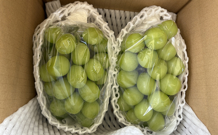 ぶどう  長野市産 シャインマスカット 2房 約1kg 朝採り 葡萄 ブドウ フルーツ 果物 シャイン マスカット デザート おやつ 信州 2026年秋発 