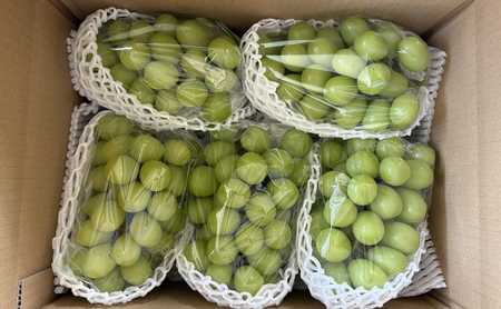 ぶどう  長野市産 シャインマスカット 5房 約2.8kg 朝採り 葡萄 ブドウ フルーツ 果物 シャイン マスカット デザート おやつ 信州 2026年秋発 