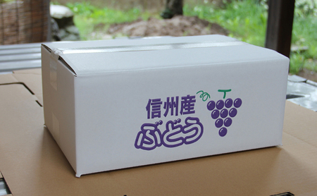 ぶどう  長野市産 シャインマスカット 5房 約2.8kg 朝採り 葡萄 ブドウ フルーツ 果物 シャイン マスカット デザート おやつ 信州 2026年秋発 