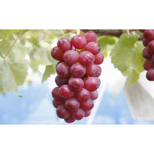 シャインマスカット・クイーンルージュ詰合せ1kg【2026年9月下旬以降の出荷分】（本気農場いけだ）