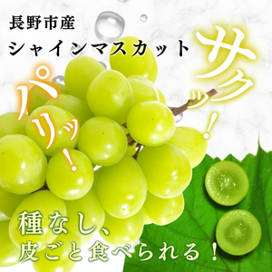 2026年産 ぶどう  長野市産 シャインマスカット 特秀 2房 葡萄 ブドウ フルーツ 果物 シャイン マスカット デザート おやつ 信州 2026年秋発 