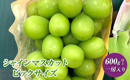 2026年産 ぶどう  長野市産 シャインマスカット ビックサイズ 一房入り 600g以上 葡萄 ブドウ 果物 フルーツ デザート おやつ 信州 大房 大粒 上品な香り