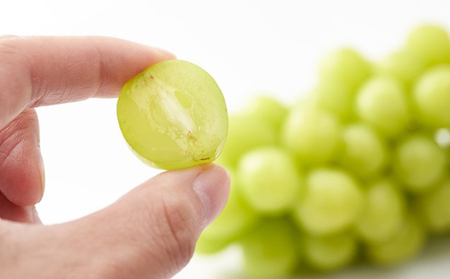 2026年産 ぶどう  長野市産 シャインマスカット ビックサイズ 一房入り 600g以上 葡萄 ブドウ 果物 フルーツ デザート おやつ 信州 大房 大粒 上品な香り